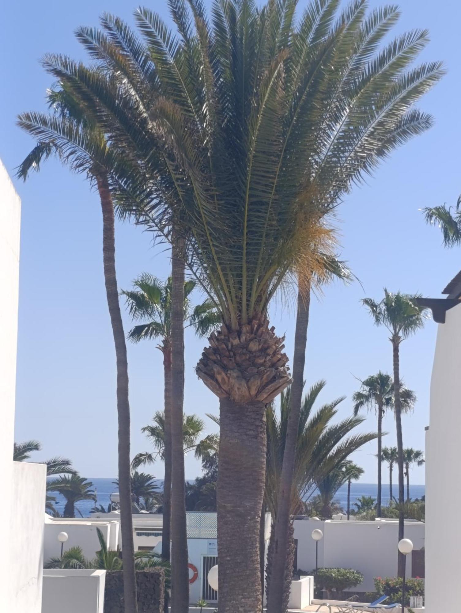 Blue Ocean Διαμέρισμα Costa Teguise Εξωτερικό φωτογραφία